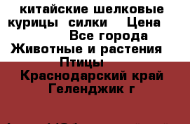 китайские шелковые курицы (силки) › Цена ­ 2 500 - Все города Животные и растения » Птицы   . Краснодарский край,Геленджик г.